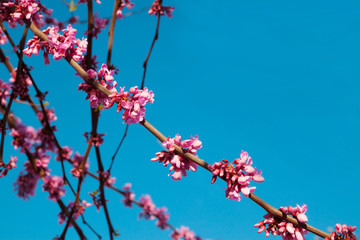 Purple tree (cercis canadensis) blossom, close-up