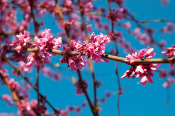 Fototapeta na wymiar Purple tree (cercis canadensis) blossom, close-up