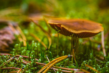 mushroom in grass
