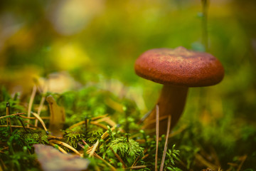 mushroom in forest