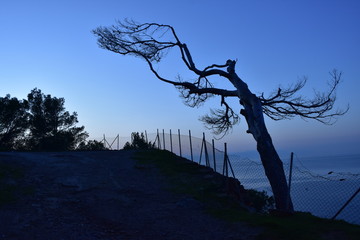 arbol muerto