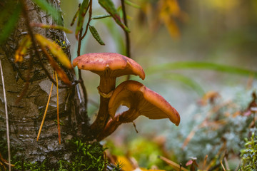 mushroom in forest
