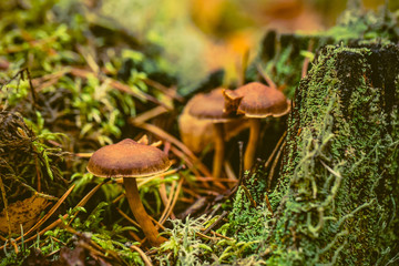 mushrooms in forest