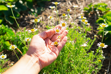 Cute rural daisy flowers in female hands. Bushes of fresh white chamomile on a green lawn or lawn. Selective focus. Copy space.