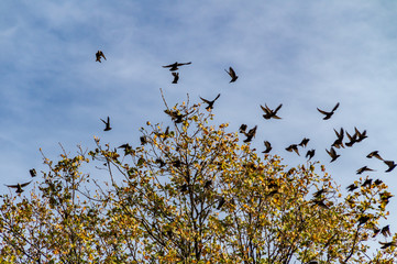 Storni che si alzano in volo