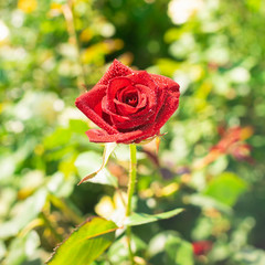 Flower of fresh adorable red rose on a background of green leaves. Selective focus.
