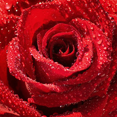 A flower of a fresh adorable red rose covered with dewdrops closeup. Macro. Selective focus.