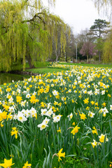 Spring in Buerger Park