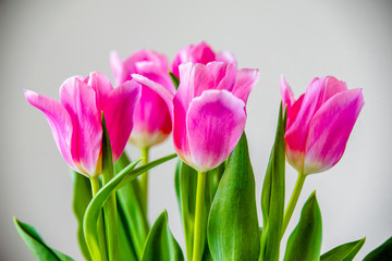 Bouquet of pink tulips on white background. 