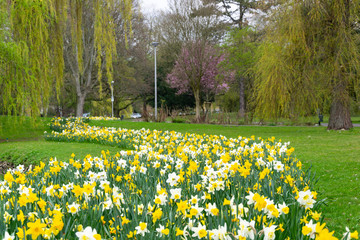 Fototapeta premium Spring in Buerger Park