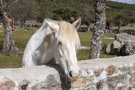 Retrato de un caballo blanco detrás de un muro de piedra en la Sierra de Madrid
