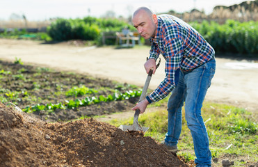 Middle-aged man scattering peat shovel on garden beds