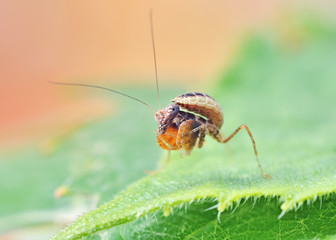 Ephestiasula Sp boxer mantis