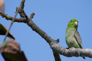 green parrot