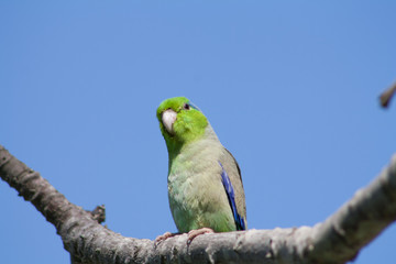 Fototapeta premium parrot on a branch