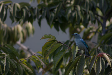 blue bird on a branch