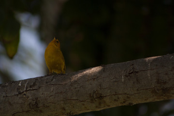 bird on a branch