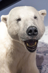 Polar bear exhibit, Hammerfest, Norway