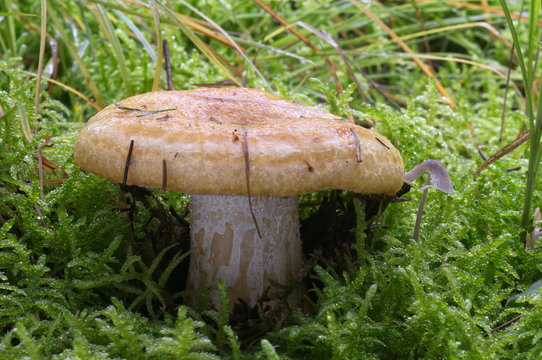 Single Lactarius scrobiculatus in the moss in the wet spruce forest, also called milk cap. Inedible fungus, natural environment.