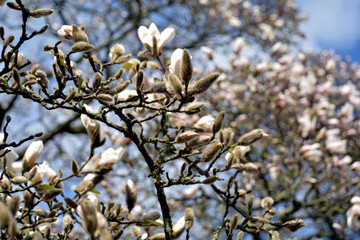 Magnolienblüte