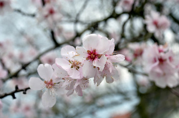 Mandelblüten
