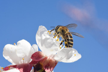 European honey bee( Apis mellifera) on apricot tree flower. Close up of honey bee on flower