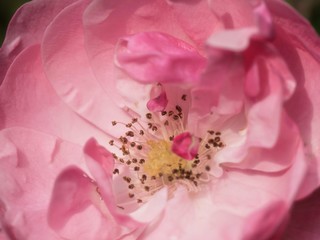 closeup of pink rose