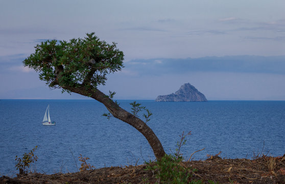 Un vista marina con un &aacute;rbol en primer termino y un velero y una peque&ntilde;a isla en el mar Egeo