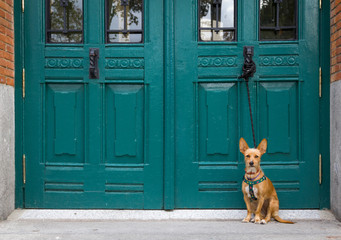 Un perro  sentado y atado  a una puerta verde espera la llagada de su amo