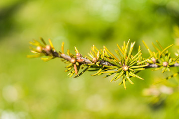 This is a macro capture of a tree branch needles and you can see the lovely contrast between the green white and brown color that make the picture to popup 