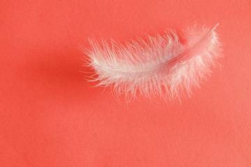 White feathers on coral color background. Living Coral color of year 2019. Flat lay, top view, copy space
