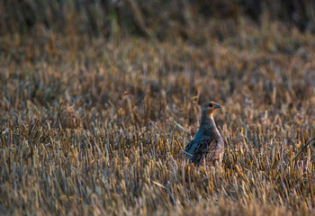 partridge
