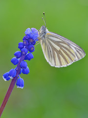 Green Veined White (Pieris napi) polish butterfly macro on Blue Muscari Mill flower in the spring, Natural soft light focus stack outdoor