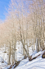 Winter landscape with trees and snow