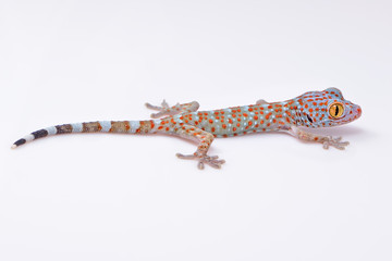 Amazing colorful Toke/Tokay gecko macro closeup on white background. Study photo of wild gecko