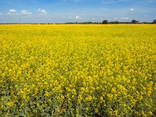 Obraz premium Plain field with yellow rapeseed flowers blooming in summer