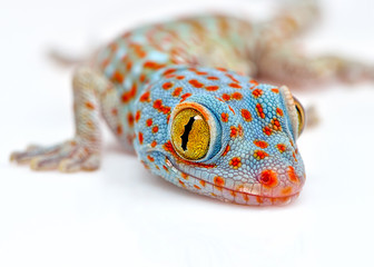 Amazing colorful Toke/Tokay gecko macro closeup on white background. Study photo of wild gecko - obrazy, fototapety, plakaty