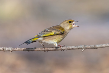 Angry greenfinch bird perching on a branch with open beak. European greenfinch (Chloris chloris), female, with conical bill and yellow feathers in the wings and tail.