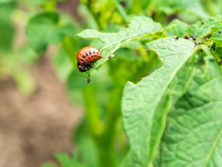 Larva of Colorado beetle, major pest of crops, is eating green leaf of a potato plant.
