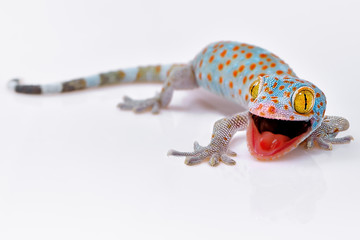 Amazing colorful Toke/Tokay gecko macro closeup on white background. Study photo of wild gecko