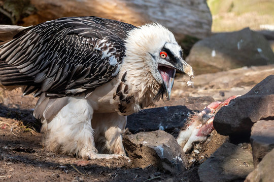 Big bird of prey bearded vulture with open beak. Lammergeier or ossifrage (Gypaetus barbatus) eating the rabbit among stones.