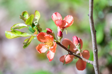 Fototapeta na wymiar Scarlet flowers of blooming Japanese quince close-up. Branch with saturated red blossom and fresh green leaves of flowering quince (Chaenomeles) on sunny spring day.