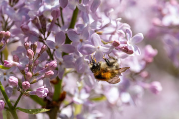 Bumblebee collecting nectar on blooming lilac close-up. Delicate purple flowers and buds in spring garden.