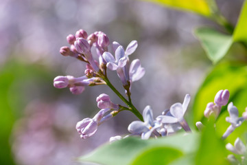 Bunch of blooming lilac flowers and buds with blurred background. Scented purple blossom on sunny spring day.