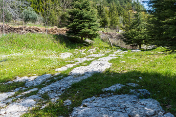this is a capture for a landscape in Lebanon with a beautiful green trees and lovely blue sky with some cloud that make some nice texture 