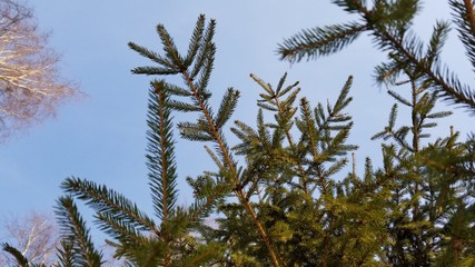 green pine branches of a tree