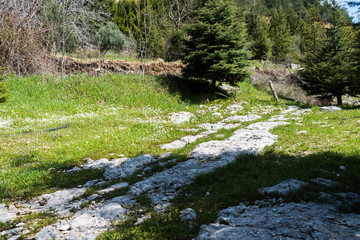 this is a capture for a landscape in Lebanon with a beautiful green trees and lovely blue sky with some cloud that make some nice texture 