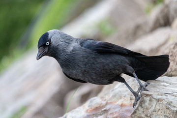 Close-up portrait of European jackdaw sitting on a stone. Eurasian or Western jackdaw (Coloeus monedula) is corvid bird with beautiful blue eyes, shiny black plumage with grey cheeks.