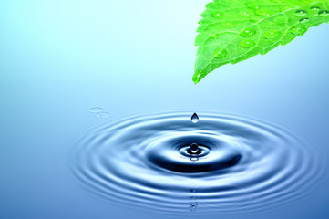 Naklejka na ściany i meble Drop of water falling from green leaf