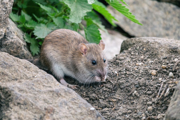 Brown rat sitting on a stones with green nettle in background. Wild street or sewer rat (Rattus norvegicus) in nature. Cute gray rodent holding food in little fingers.